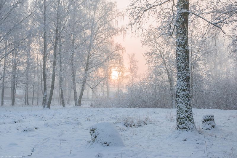 природа, зима, пейзаж, лес Жемчужные сети тумана окутали сказочный лес... фото превью