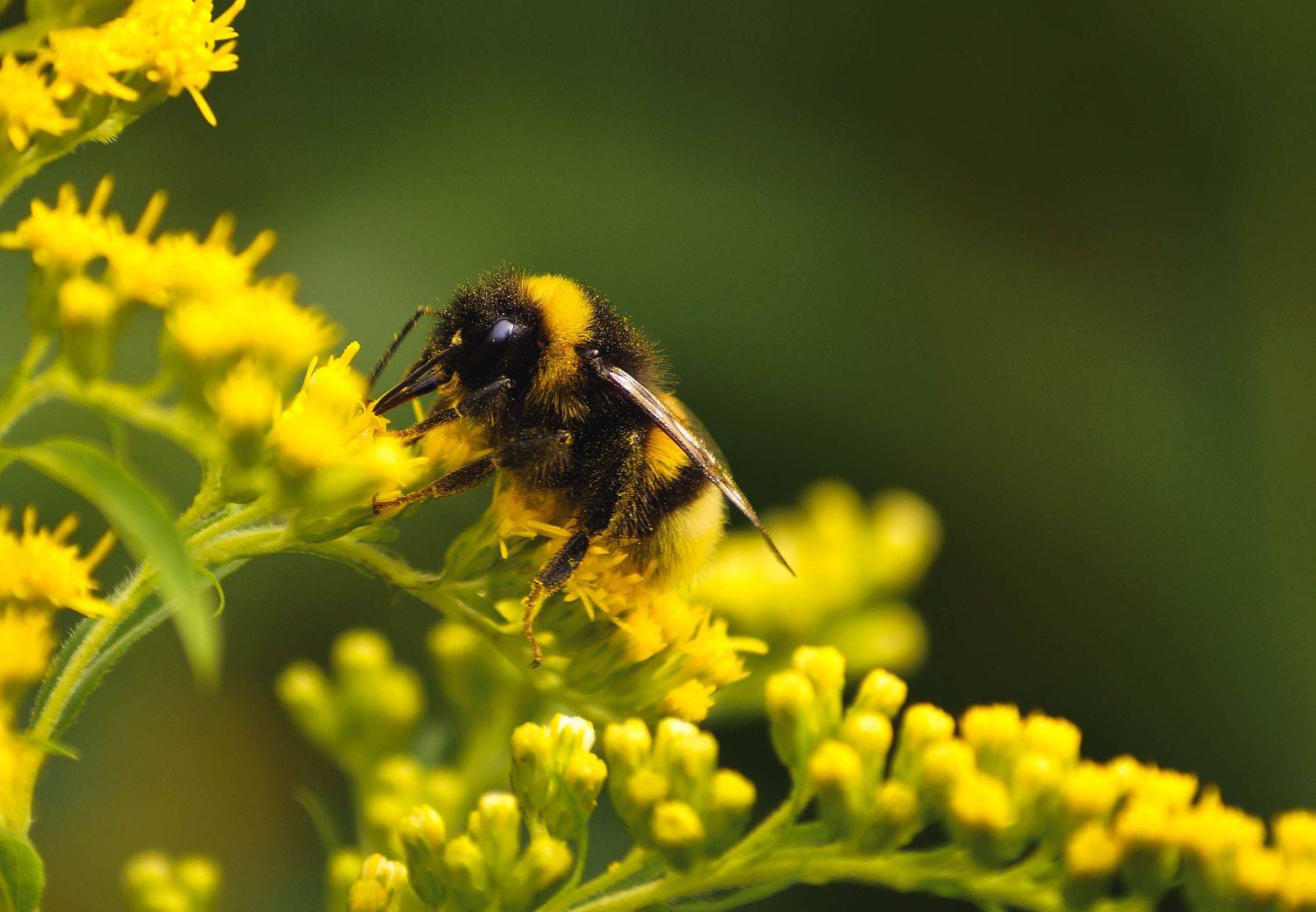 , Екимова Наталья
