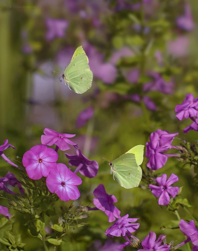 бабочки, флоксы, макро, macro Полёты среди флоксов фото превью