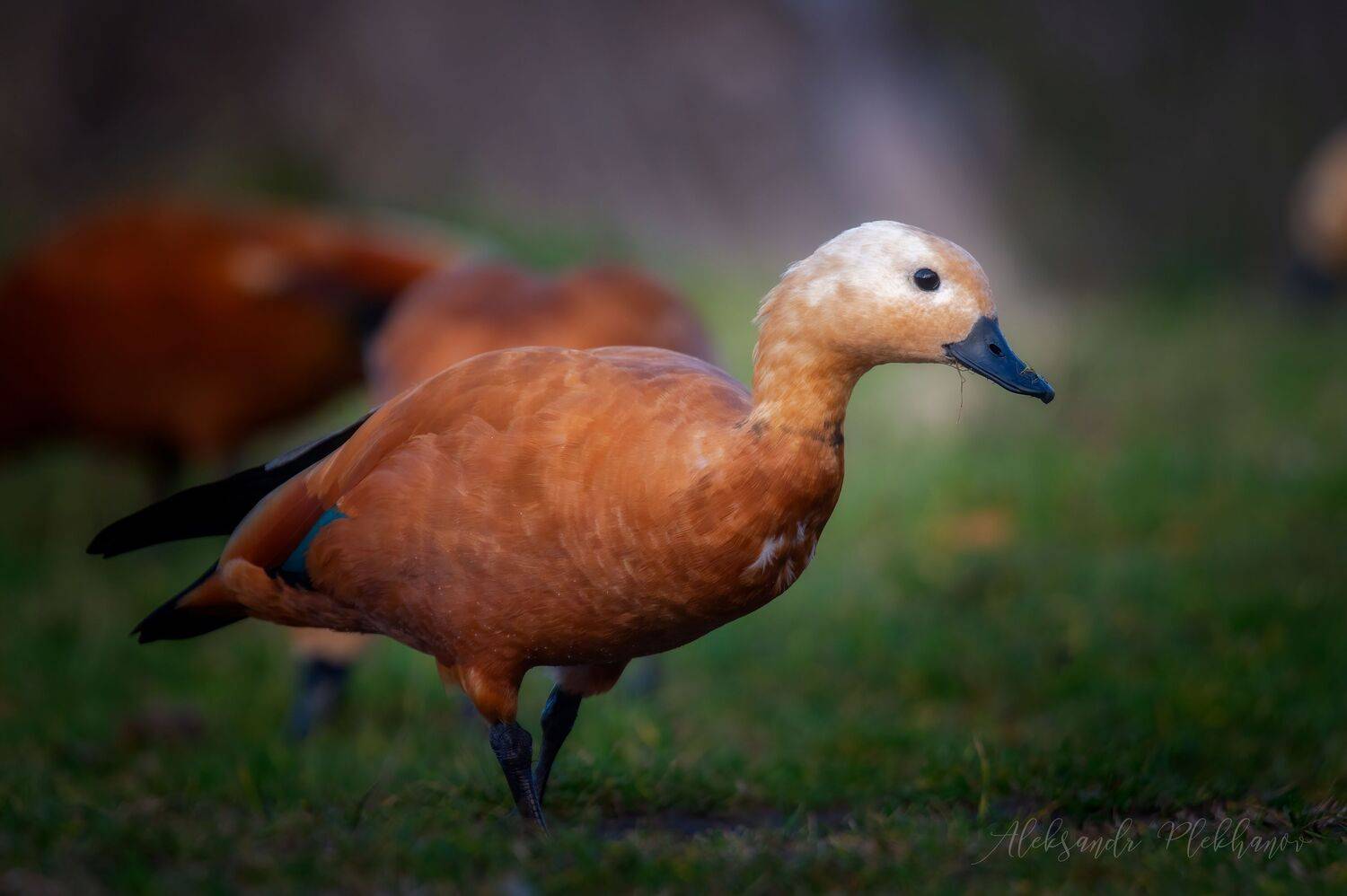 декабрь , живая_природа, Александр Плеханов