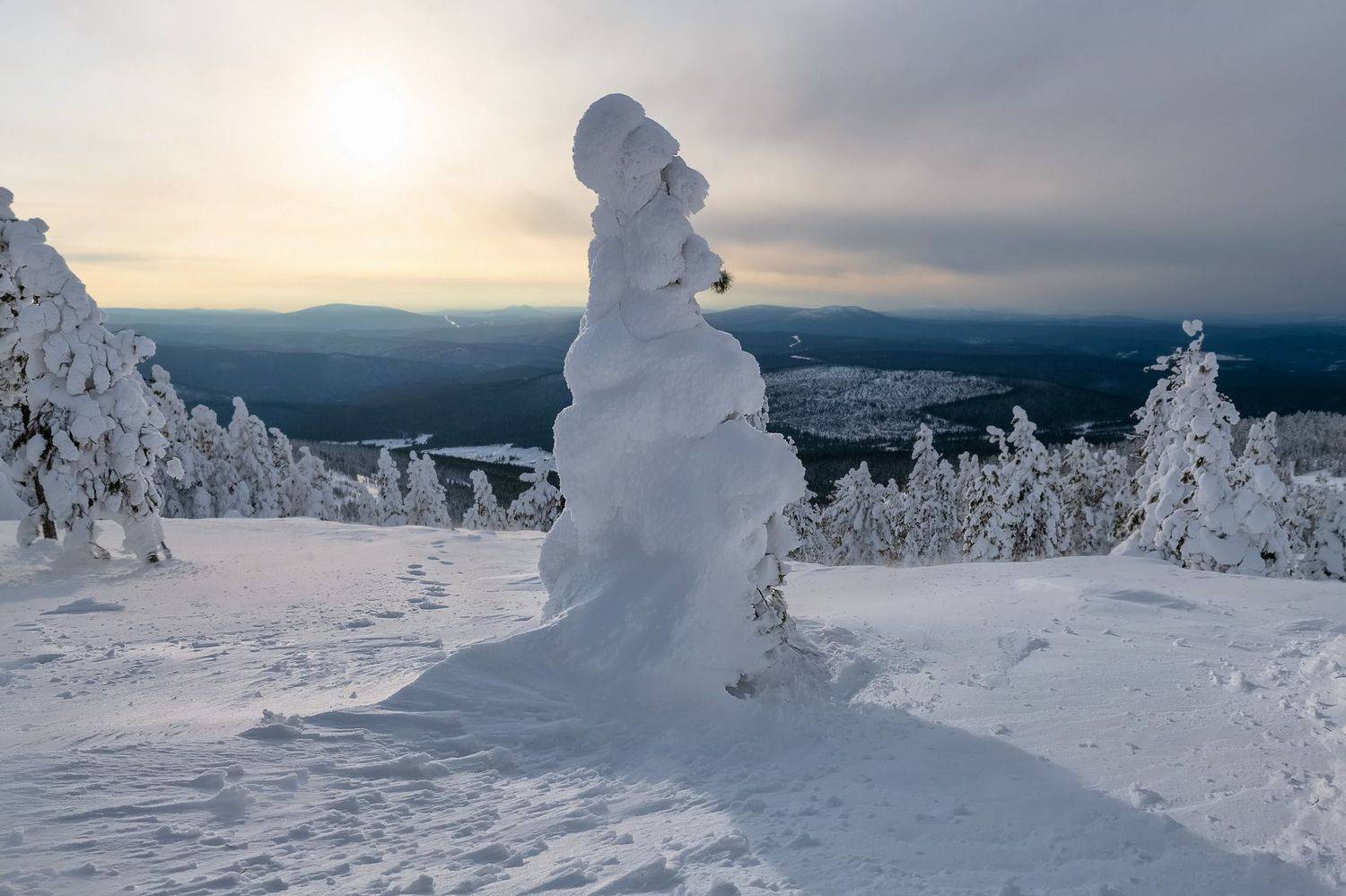 сибирь, аргыджек, зима, снег, иней, ели, Фомина Марина