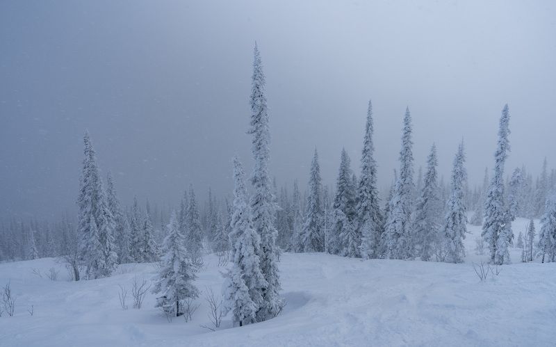 Снежный рай…  Snow paradise... фото превью