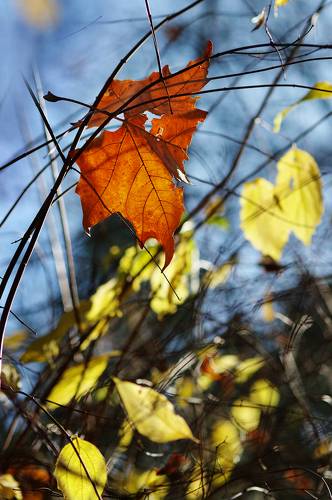 Leaves