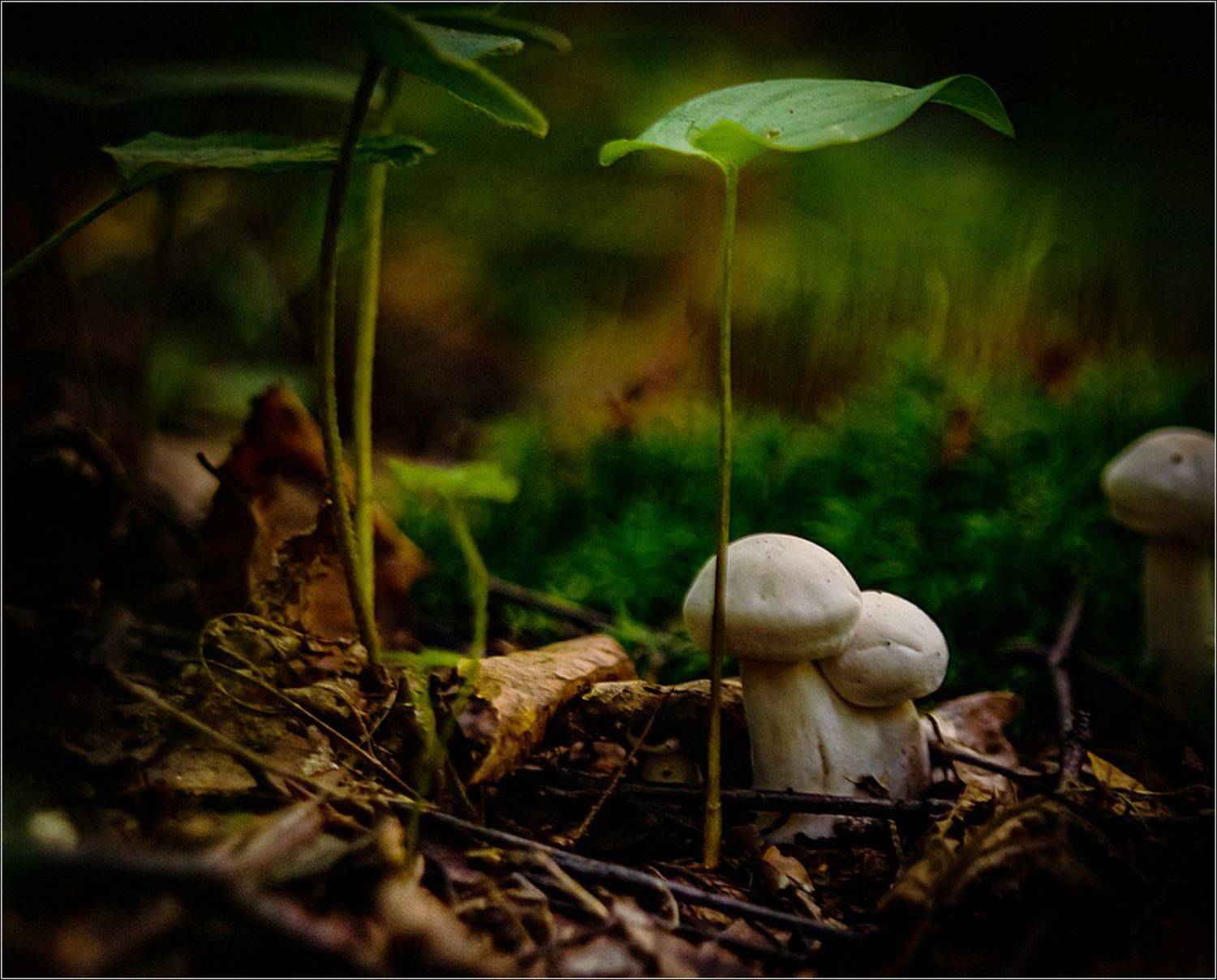 природа,грибы, Виктор Парщиков