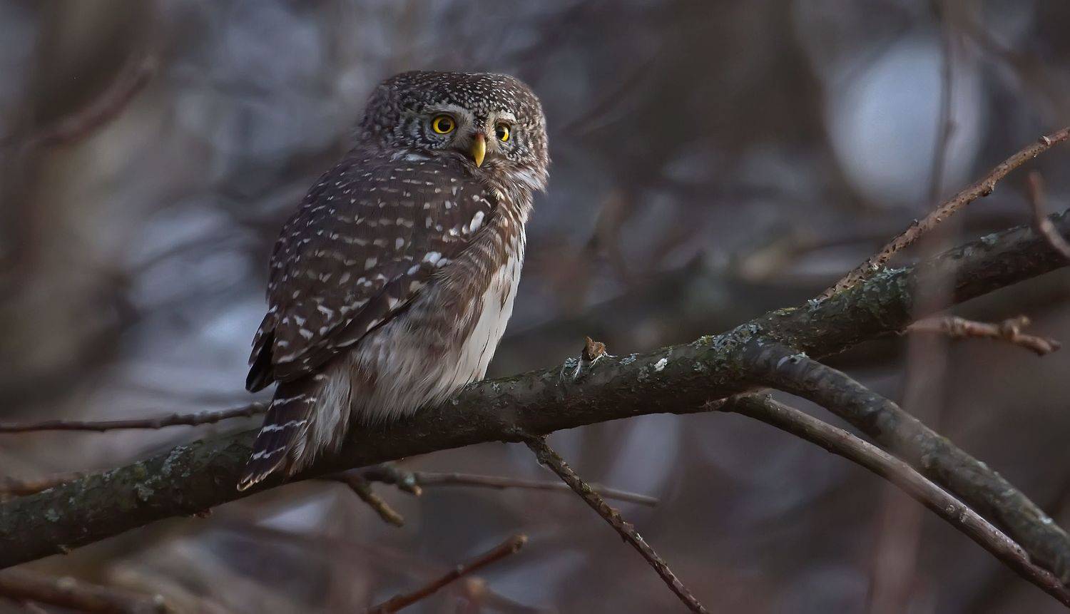 , Макеев Алексей
