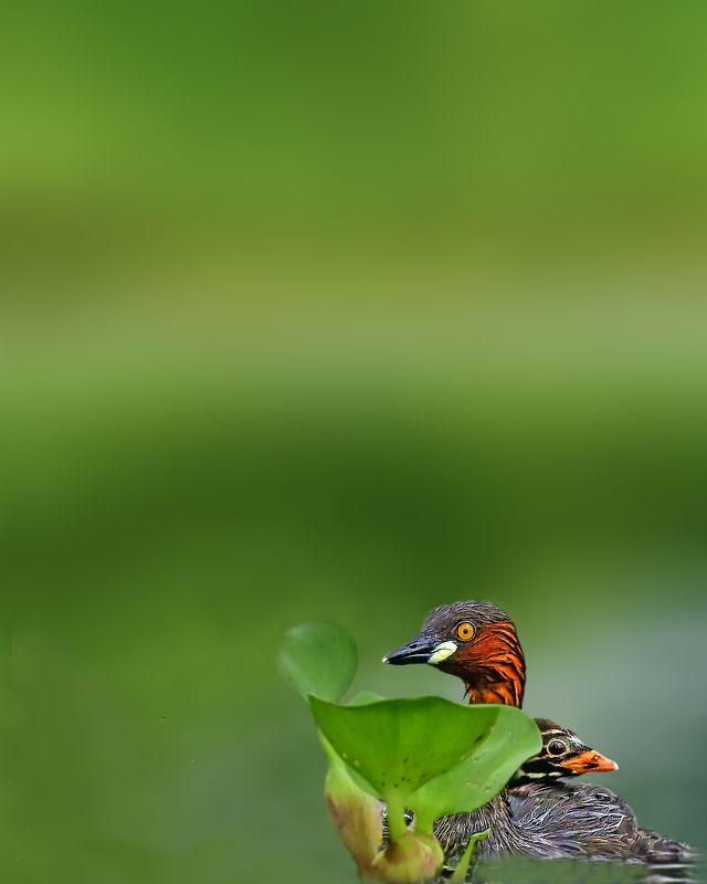 wildlife,bird,birds,nature,animal,grebe The little grebe фото превью