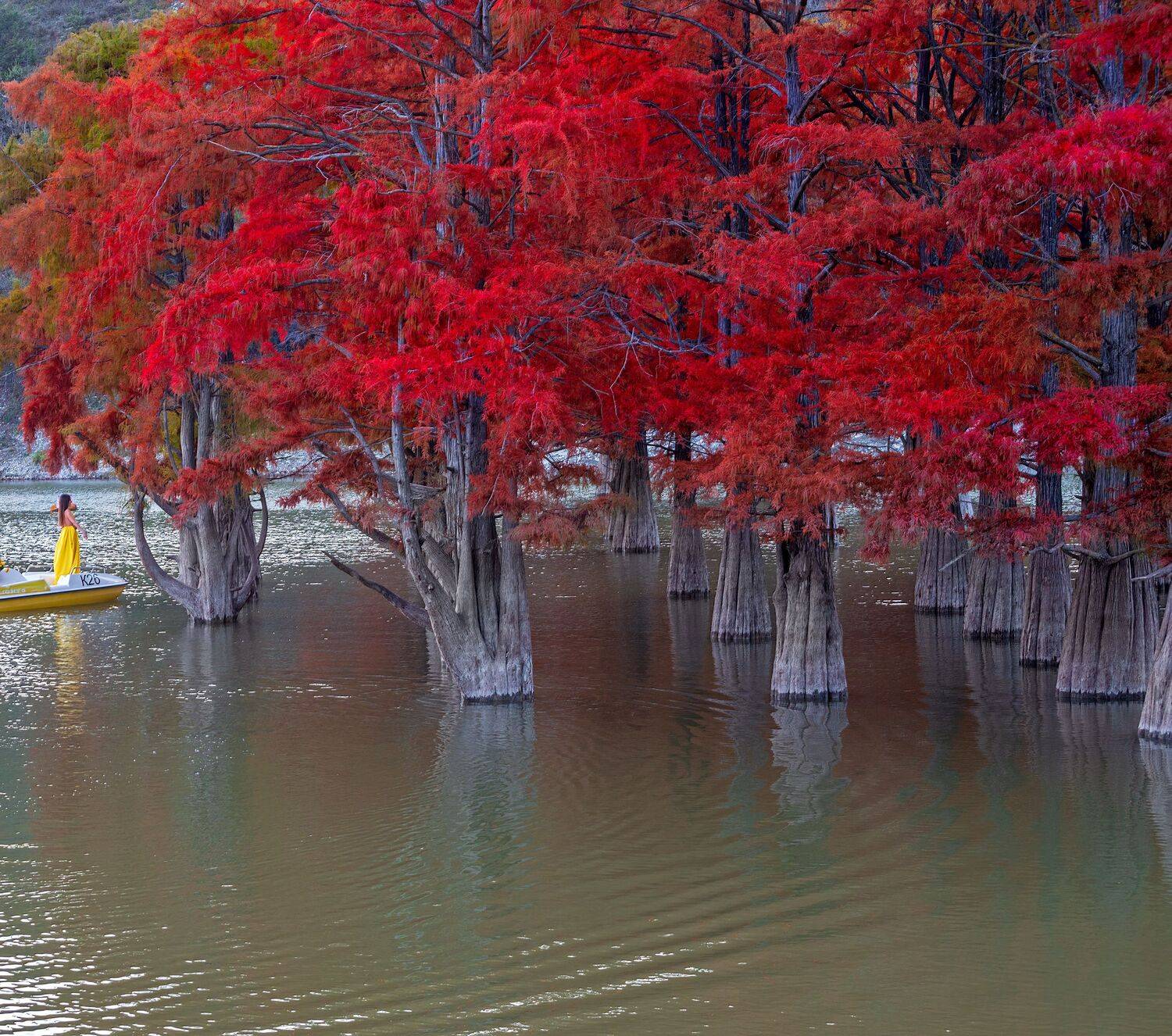 болотные, кипарисы, Алексей Рыльский