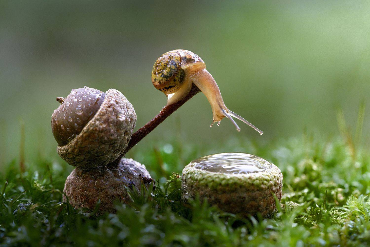 , Татьяна Гореславец