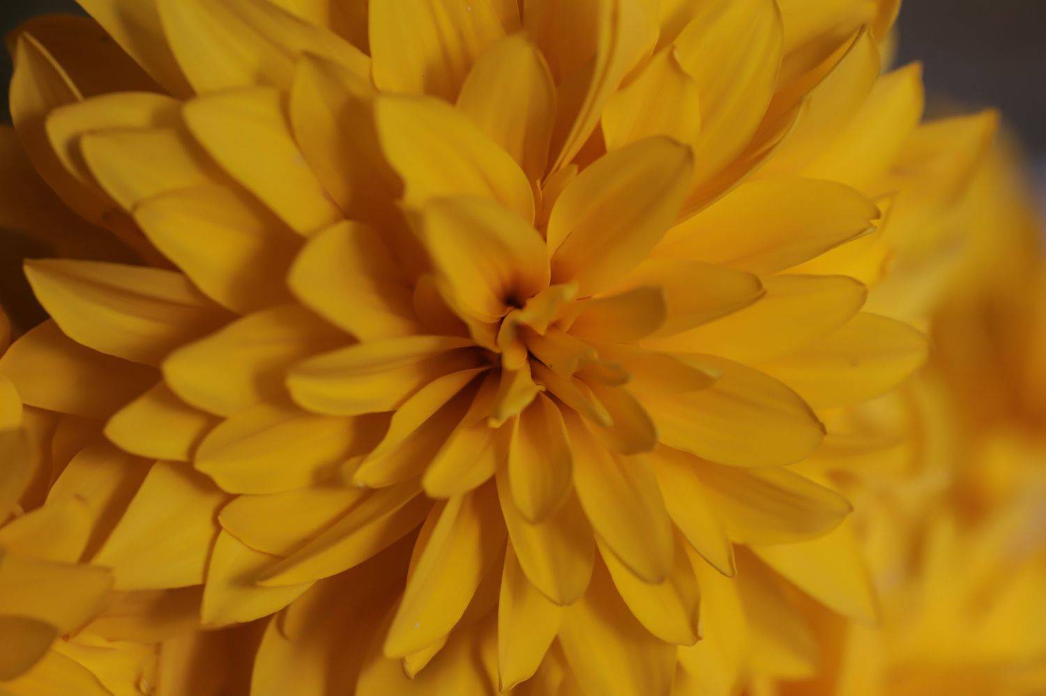 yllow, flowers, nature, lanscape, summer, autumn, bloom, blossom, garden, yard, sunny, country, countryside, DZINTRA REGINA JANSONE