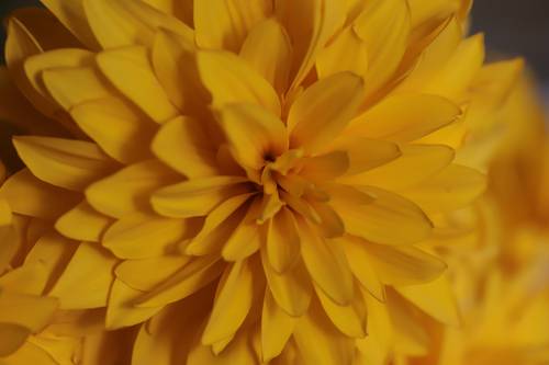 yellow decorative summer flowers