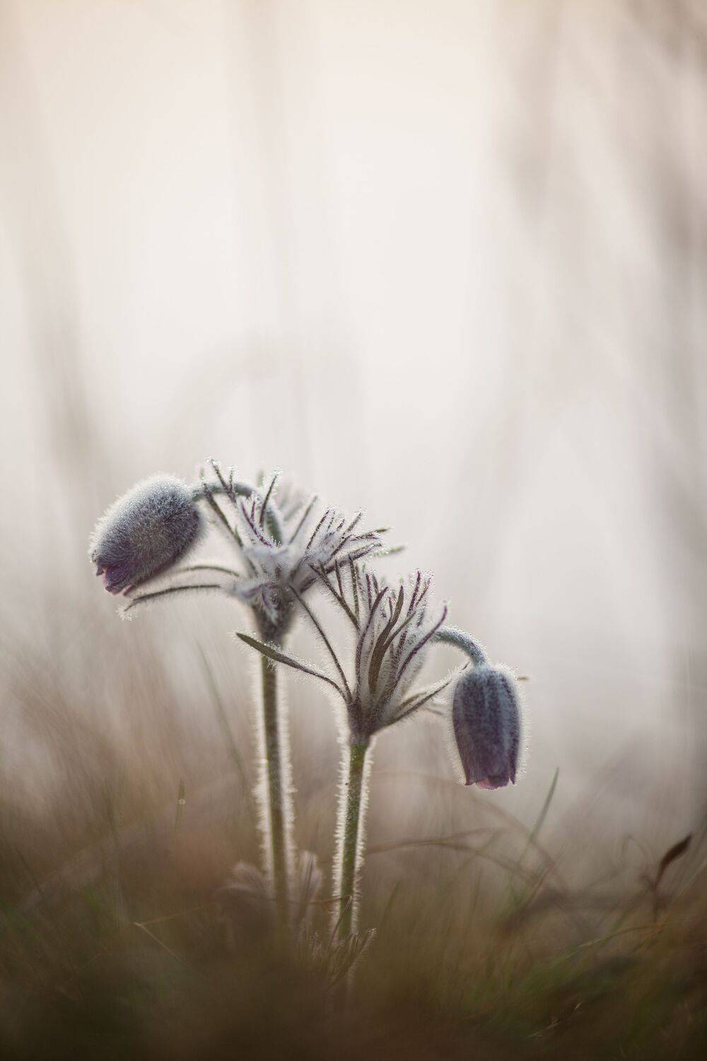 , Викулов Николай