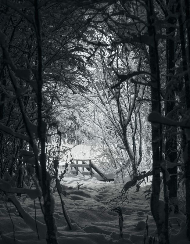 Из темной чащи. фото превью