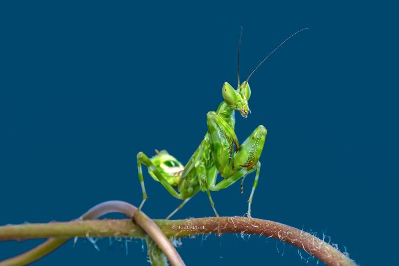 mantis, small, insect, animal, nature, natural, pray, green, garden, eat, knight The mantis in the garden фото превью