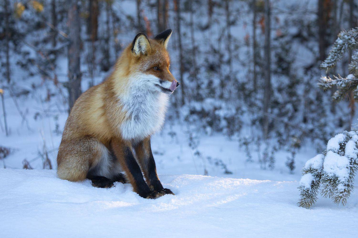 лиса, хищники, животные, тайга, сибирь, Татьяна Борисова