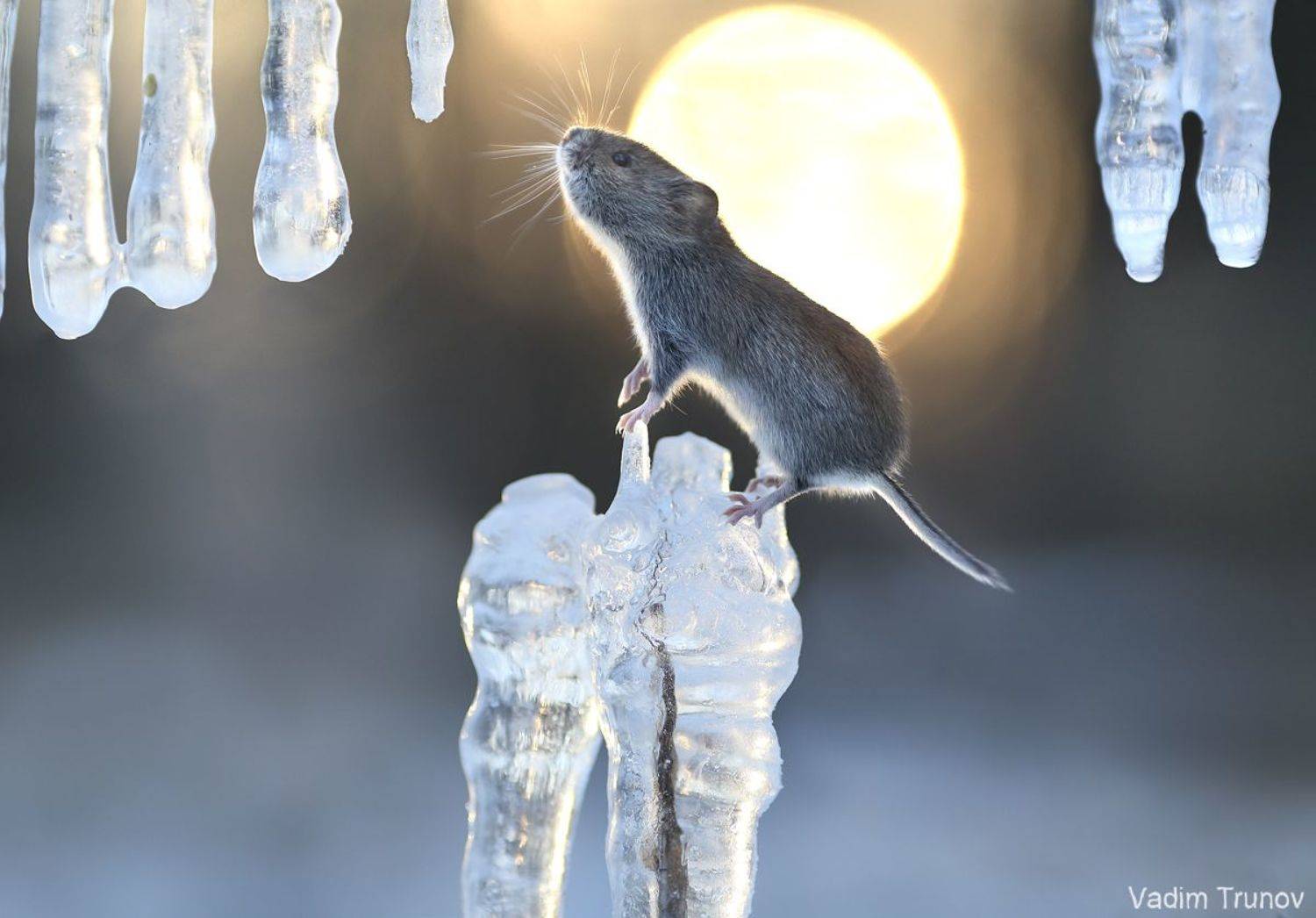 мышь, mouse, Вадим Трунов