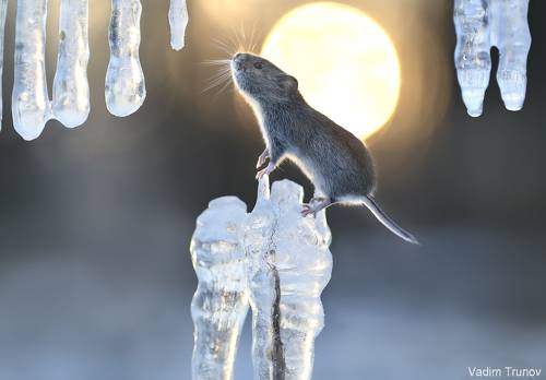 Ледяной закат