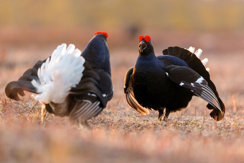 Косачи. фото превью