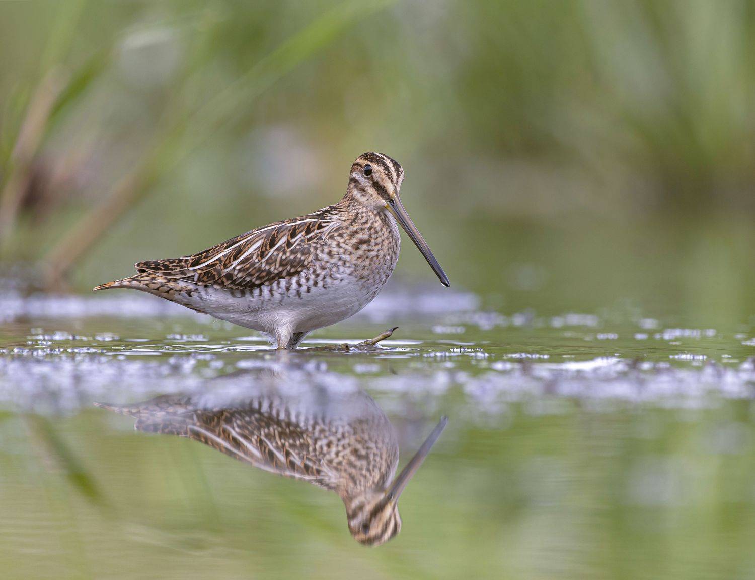 птицы,природа, лето, Андрей Киселёв