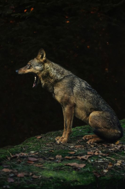 Iberian wolf фото превью