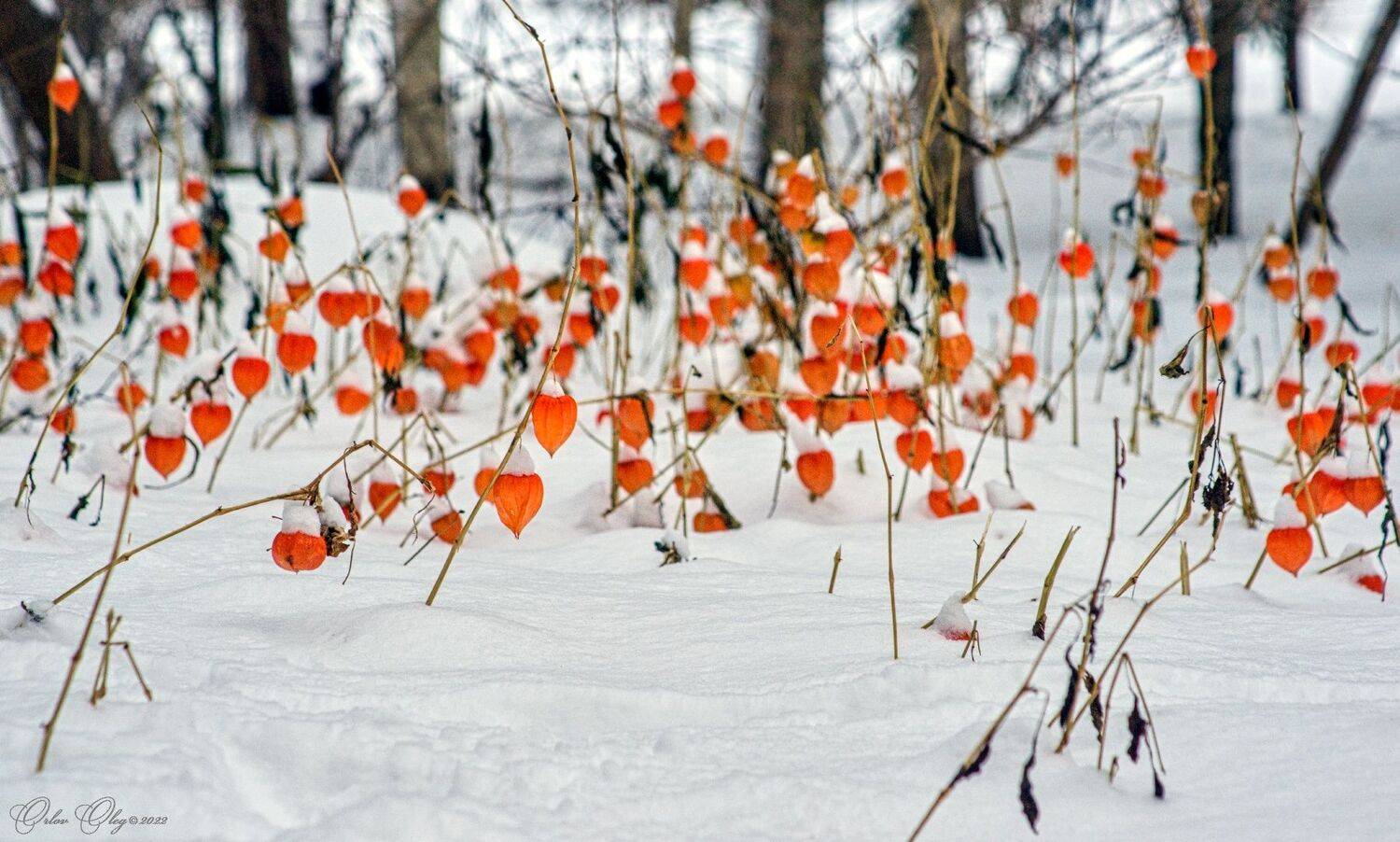 , Орлов Олег