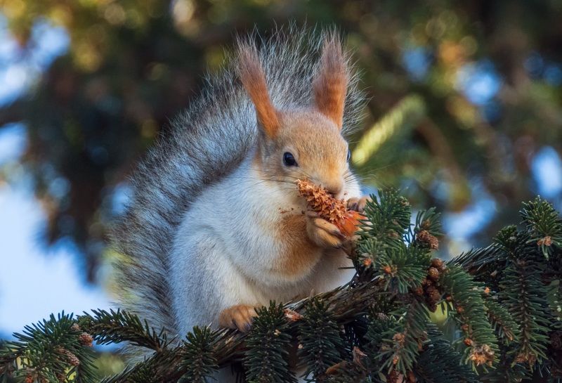 белка Белка с шишкой фото превью