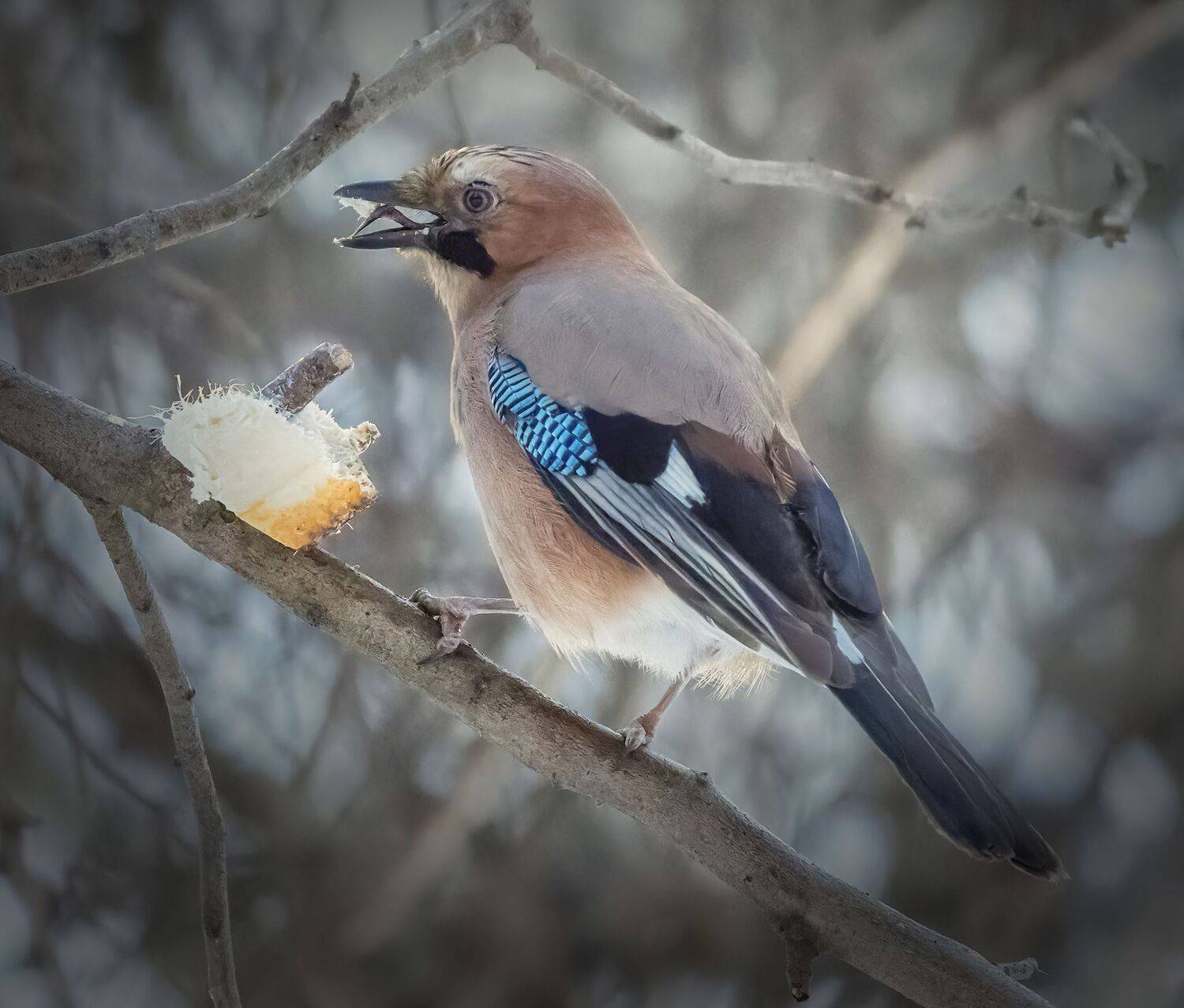 , Дэм Константин