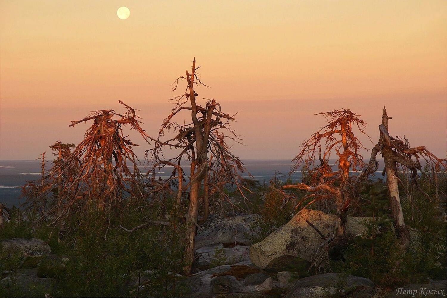 , Петр Косых