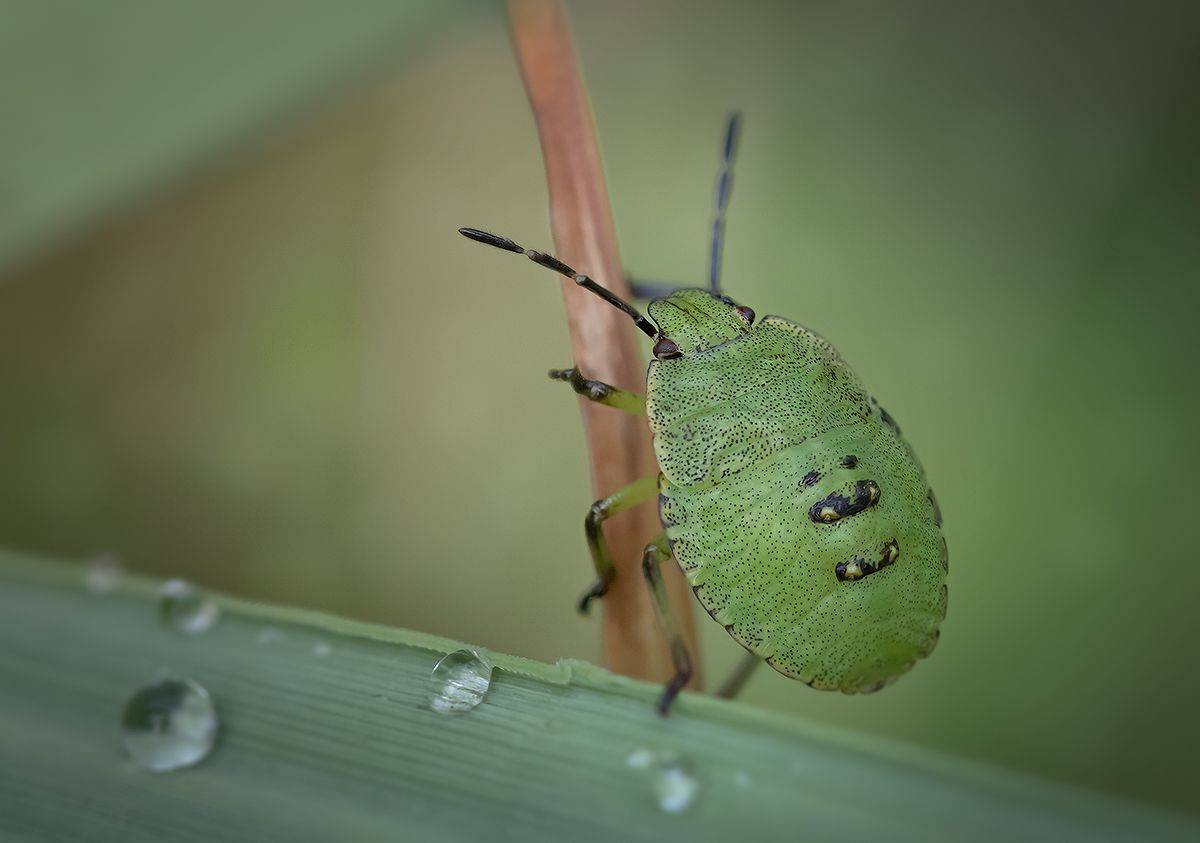 макро, клоп, макрофотография, bug, macro, Хилько Марина