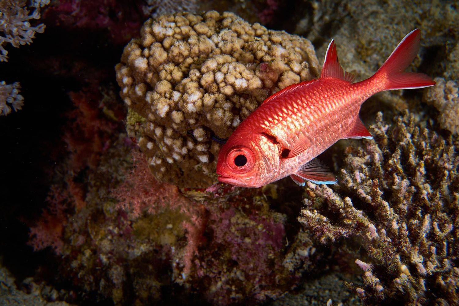 кораллы, коралловый риф, море, дайвинг, подводная фотосъемка, тропические рыбки, PAVEL PEREPECHAEV
