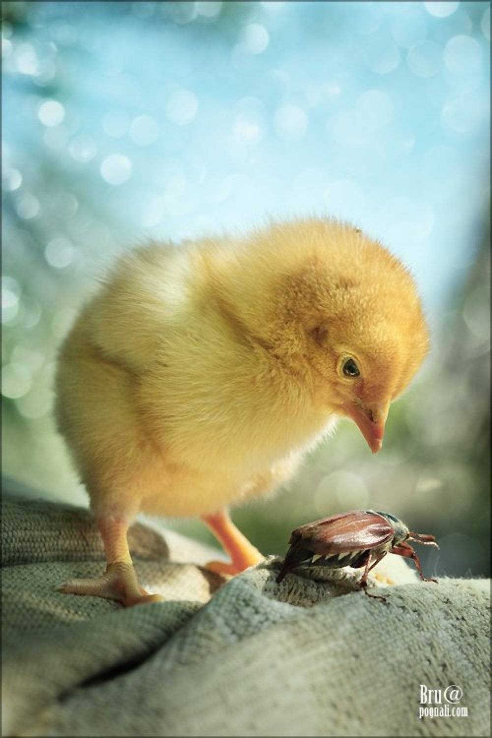 цыпа, жук, Брушша