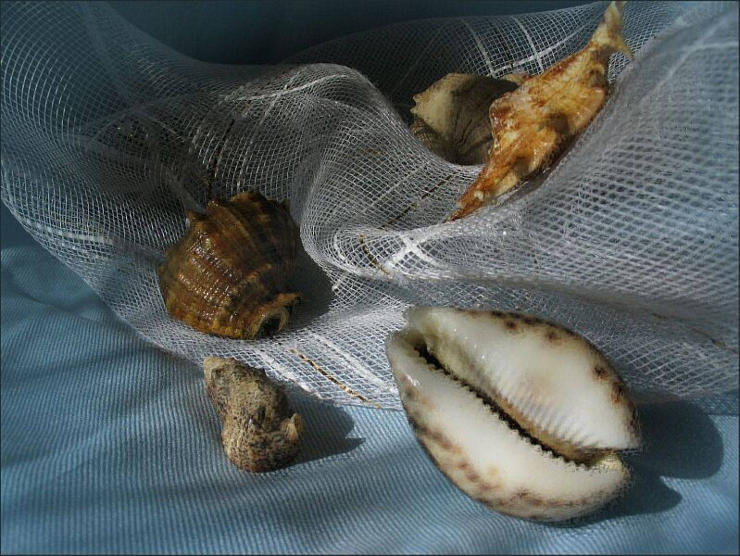 волна, море, ракушка, smie