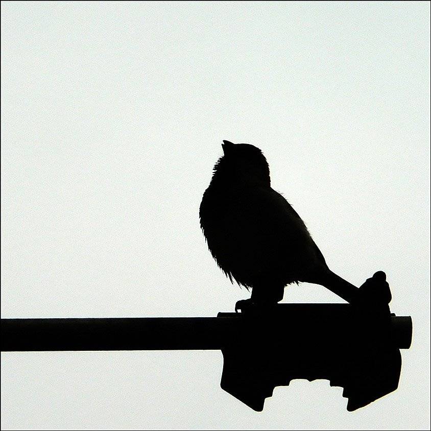 воробей, КарОл