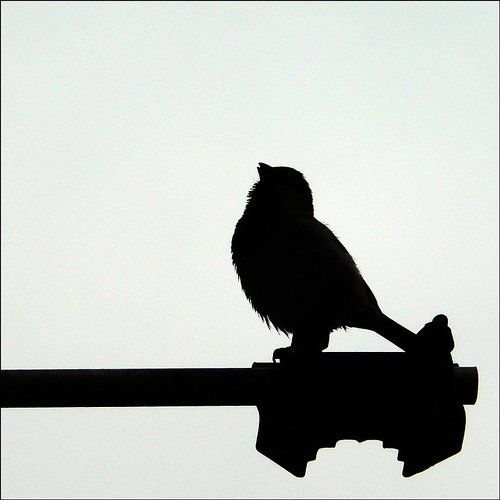 Воробей - птица певчая