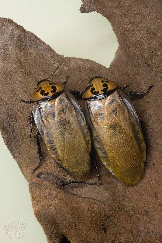 таракан, макро, дом бабочек, Amazon-san