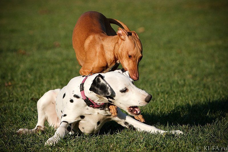 Ай! ухи-ухи! фото превью