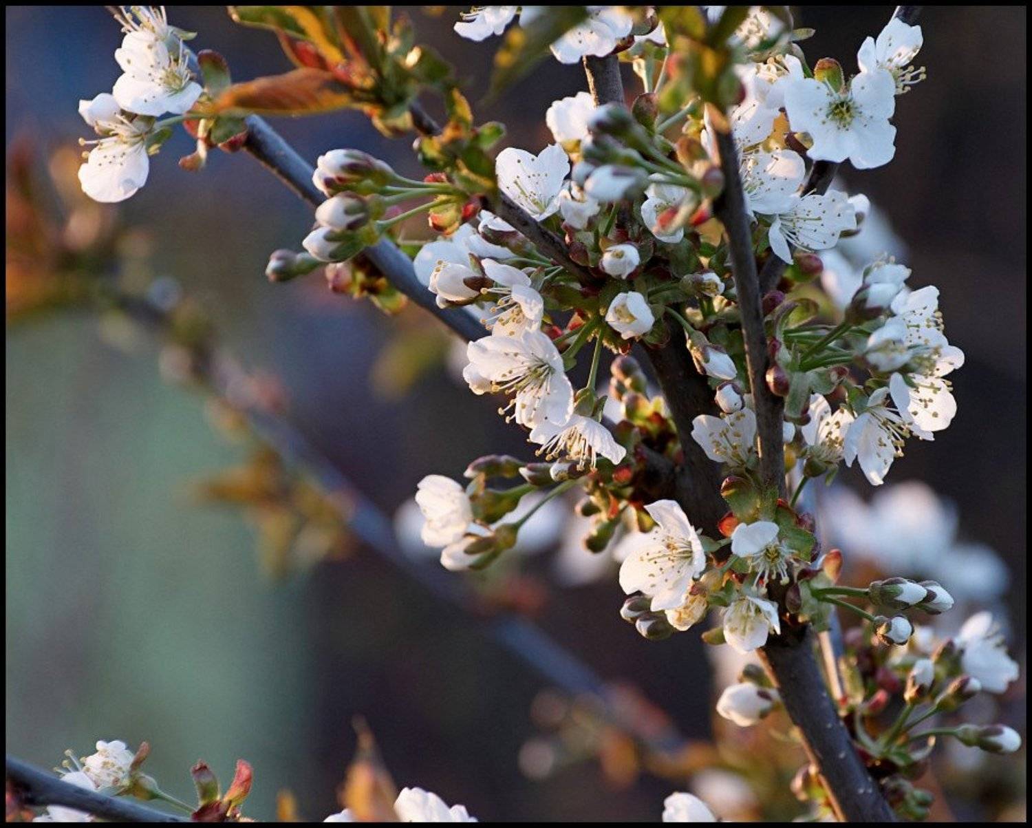 , Cairns (Павел Васильев)