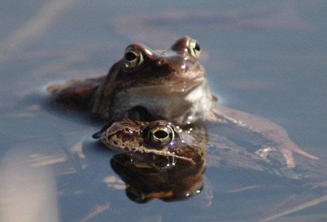 , Юлия Чекмарева