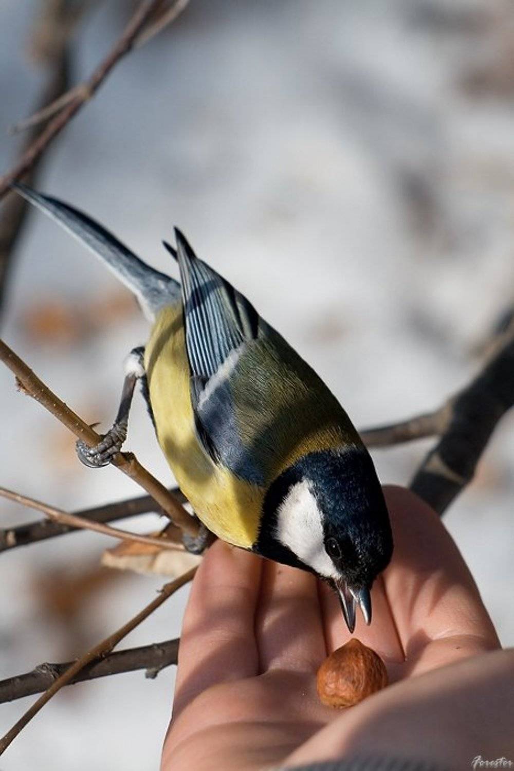синица, птицы, Баяндин Алексей