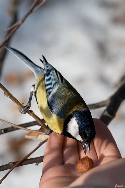 синица, птицы На десерт фото превью