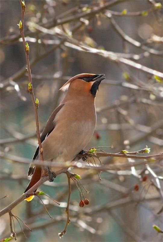 свиристель, птицы Пора на Север! фото превью