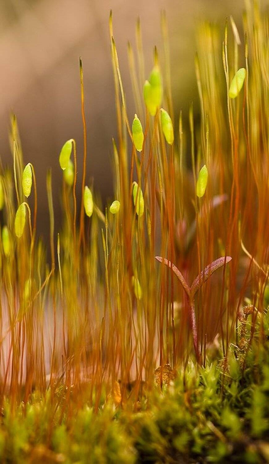 макро, мох, Юлия