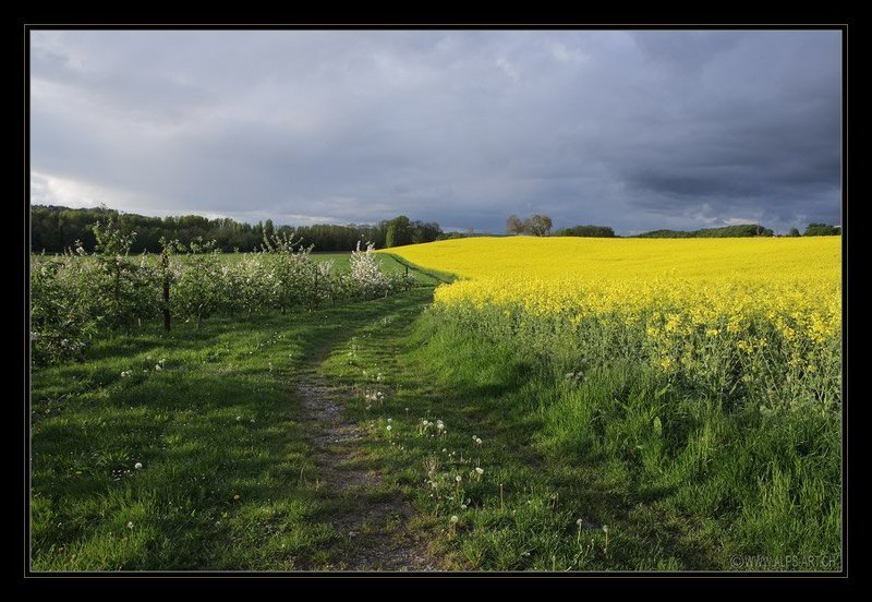 поле, рапс Весенняя рапсодия фото превью
