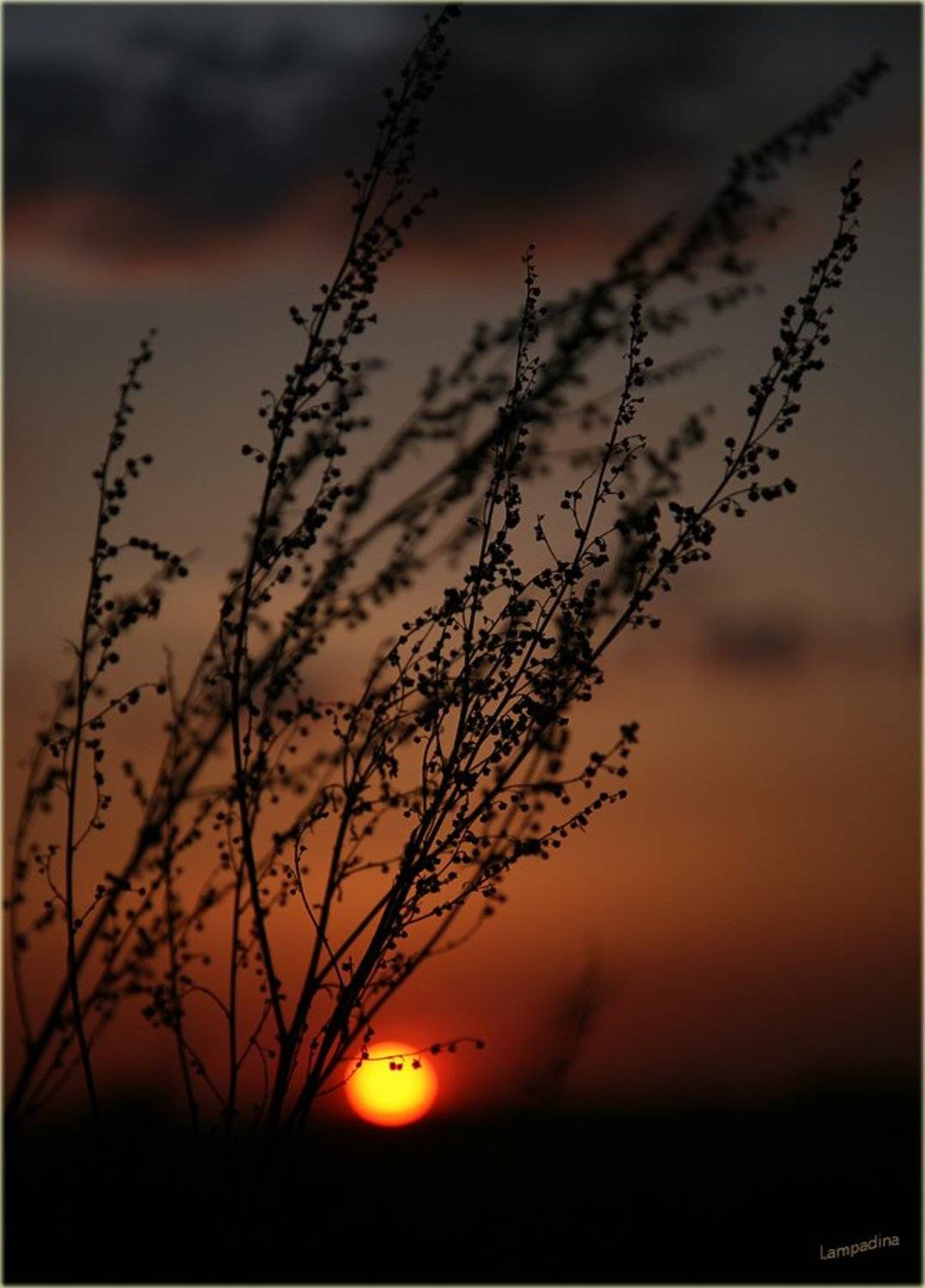 , Lampadina (Svetlana Maximova)