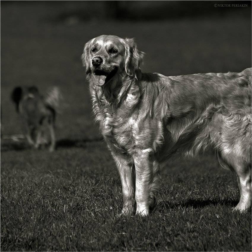 , Виктор Перякин