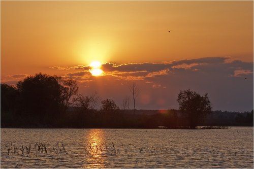 Утро на пруду