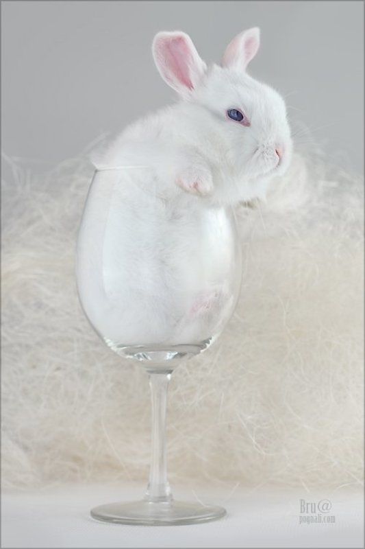 кроликбуковка, нежное чудовище Кролик Буковка фото превью