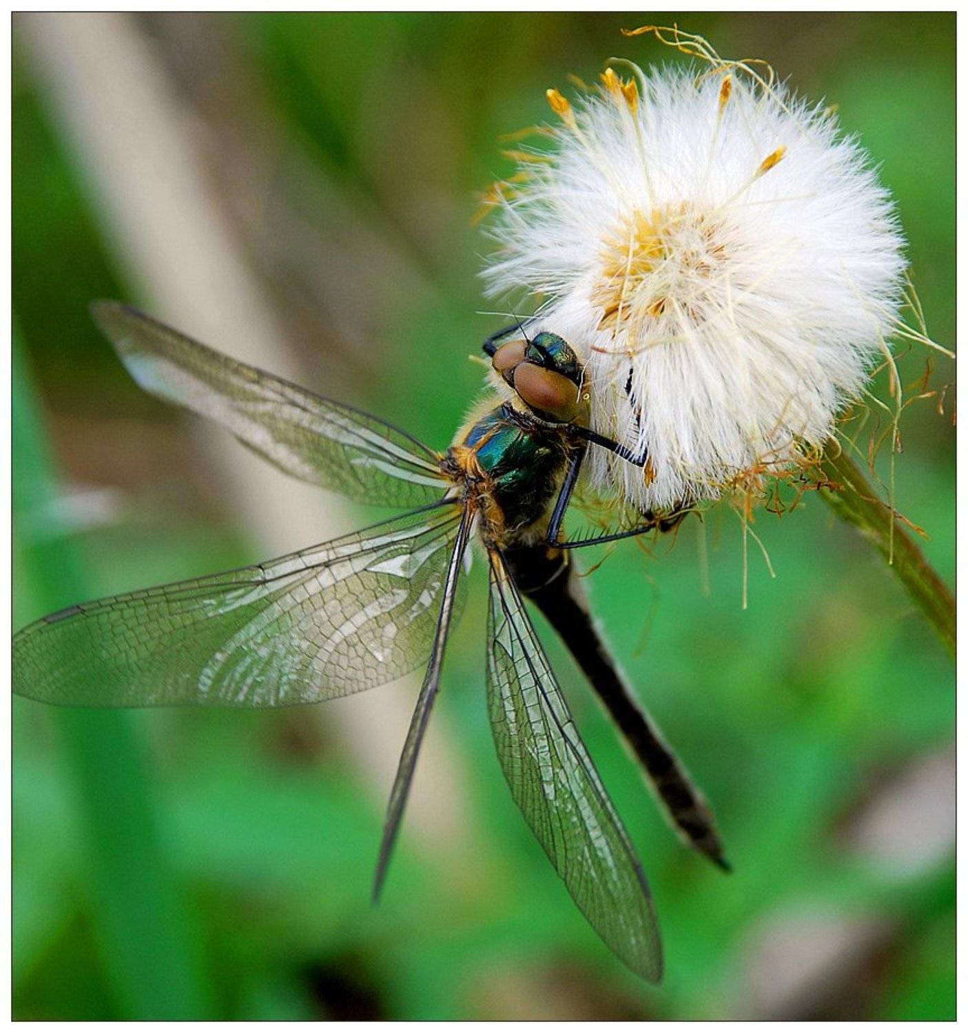 стрекоза, макро, цветок, Юлия