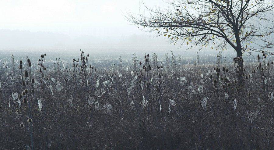 паутина,утро,осень, Андрей  Золочевский