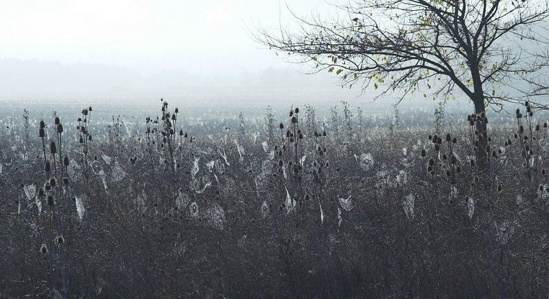 паутина,утро,осень осенний бал фото превью