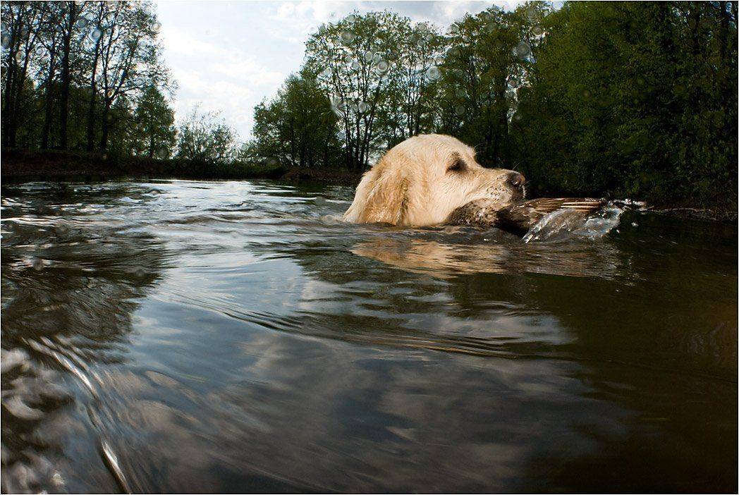 , Сергей Шанин